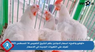 «توفير واضح» أسعار الدواجن بكفر الشيخ الخميس 14 أغسطس 2025 تعرف على التغيرات الجديدة في الأسعار